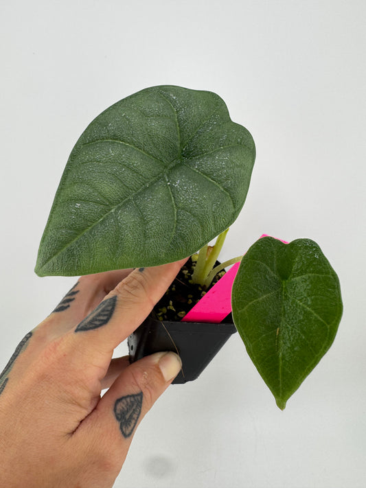 Alocasia Melo