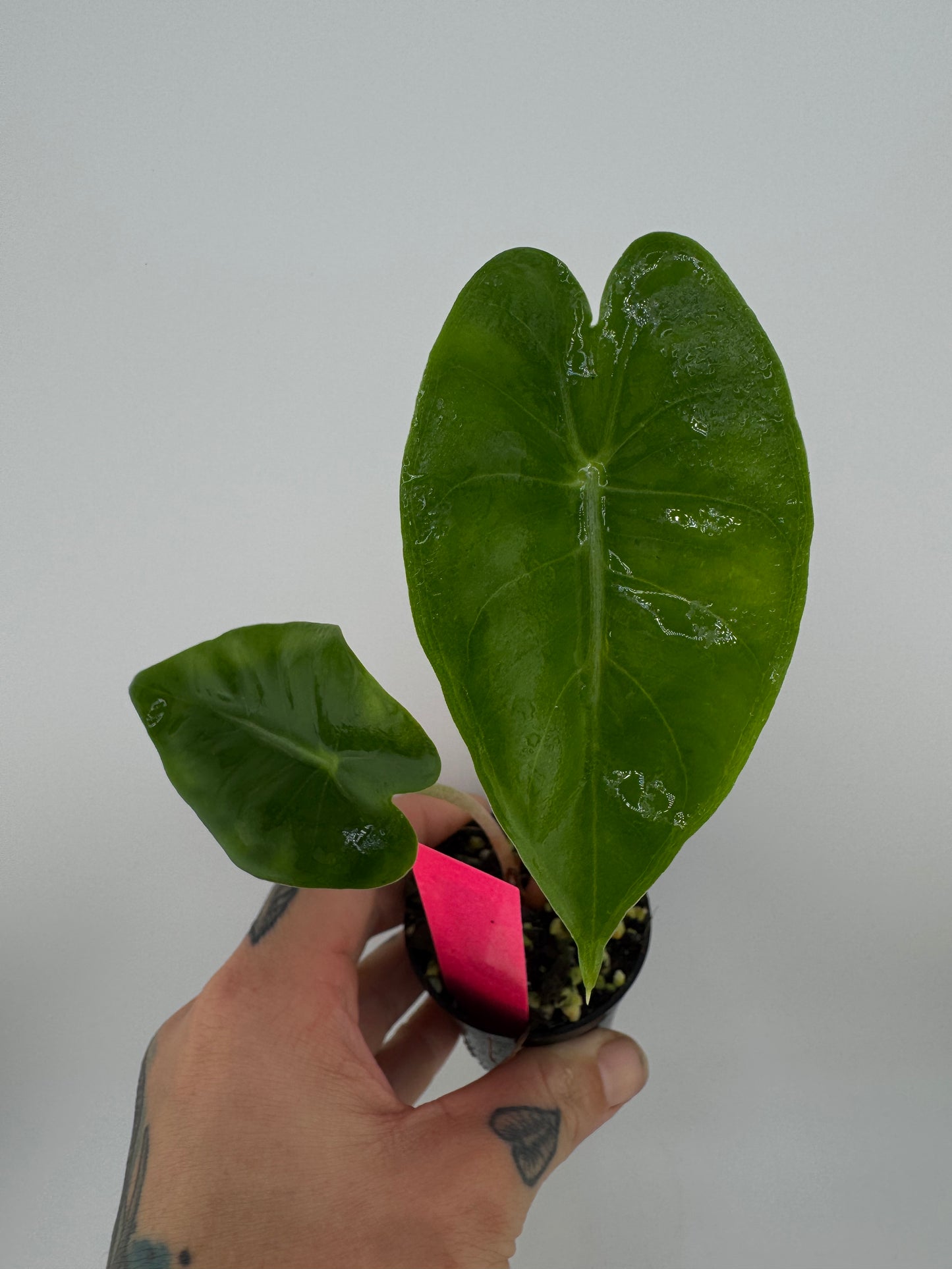 Alocasia Pink Dragon