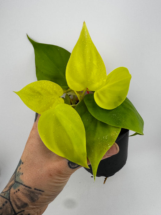Philodendron Heartleaf ‘Neon’