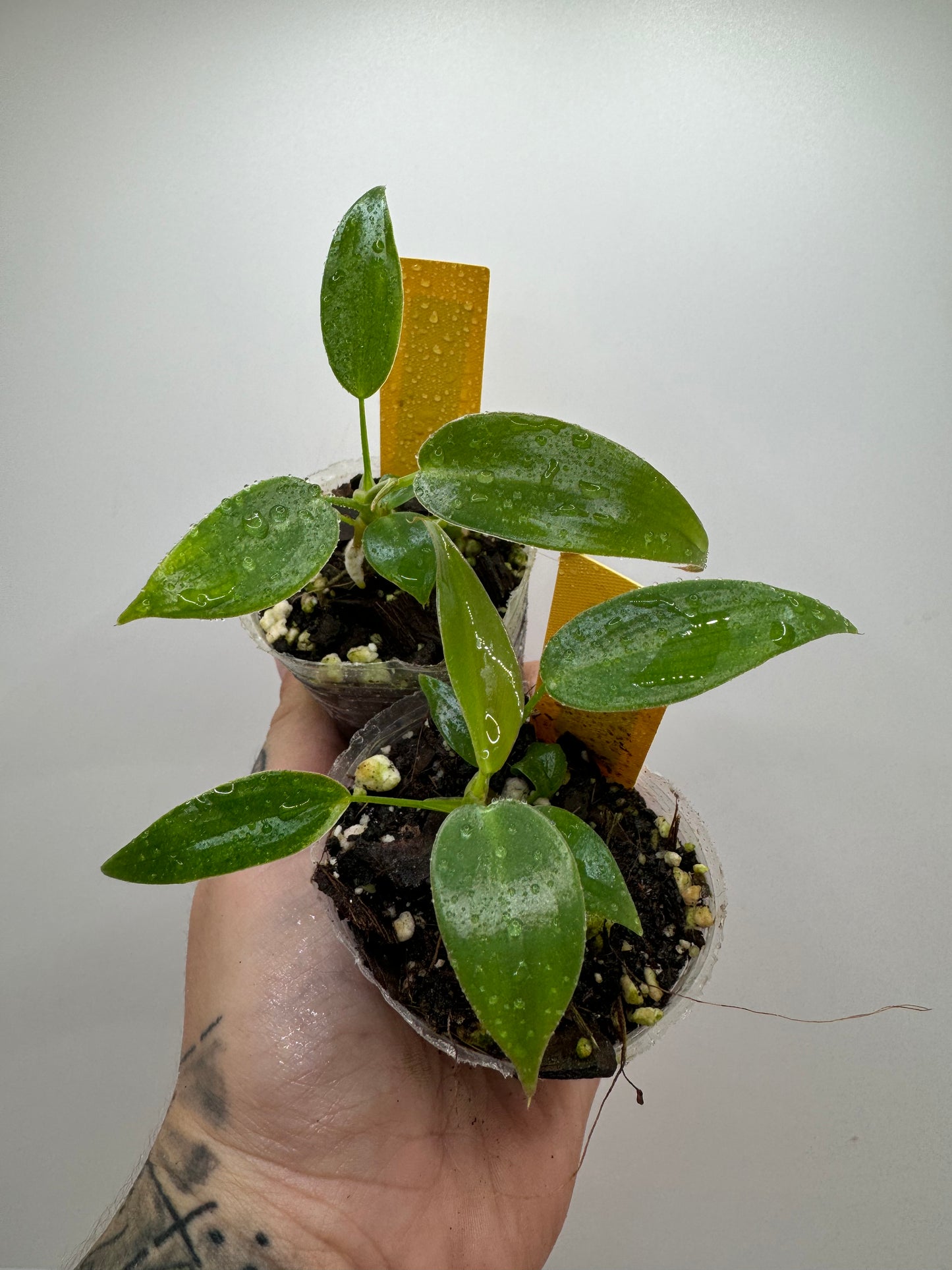 Philodendron Longilobotum/Leylani Miyano (Rare tropical)