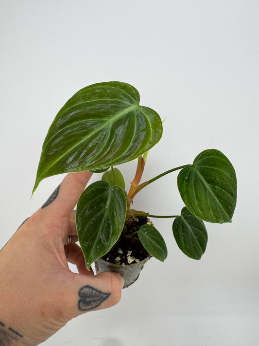 Philodendron El Choco Red