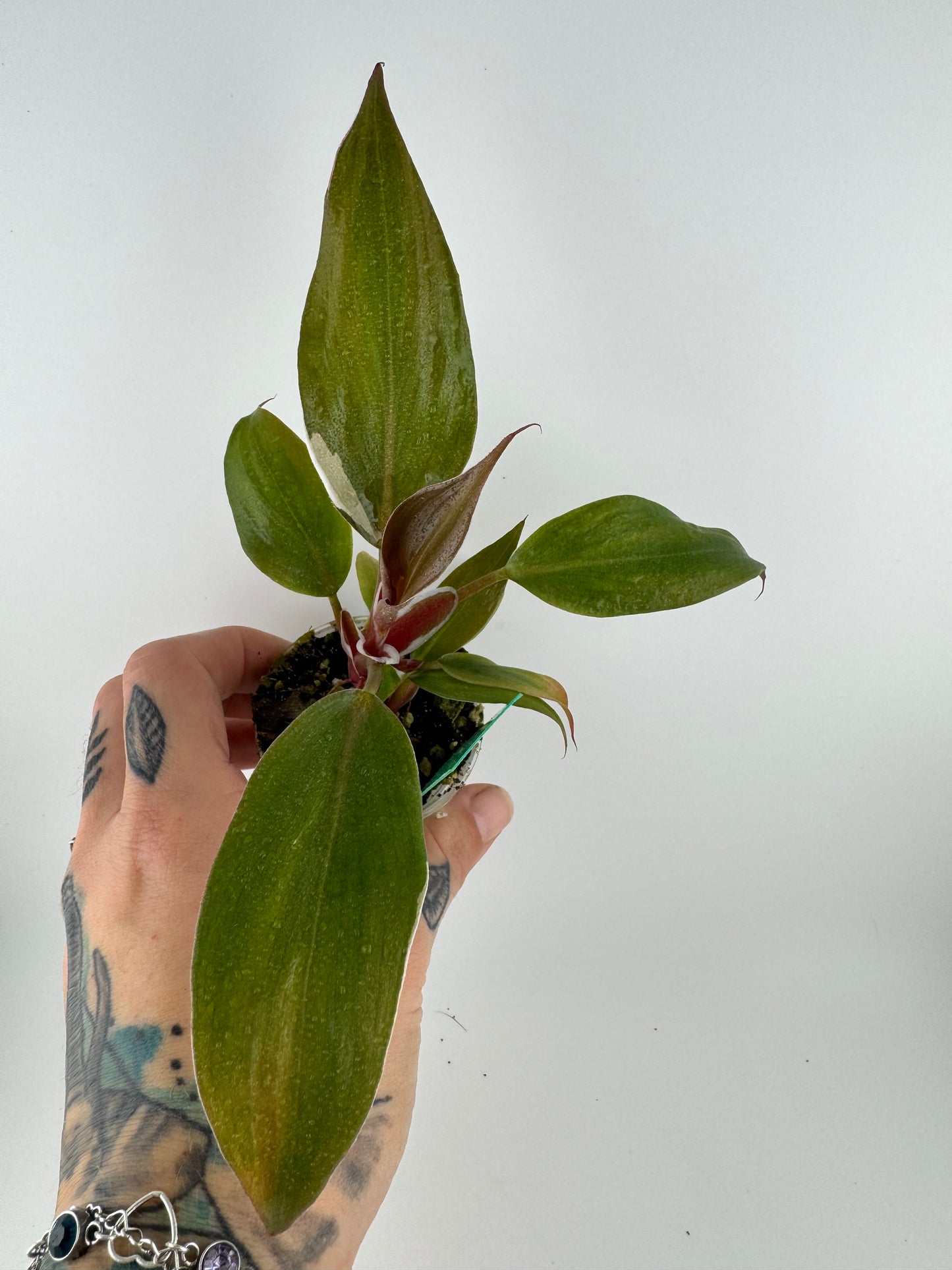 Philodendron White Knight variegated