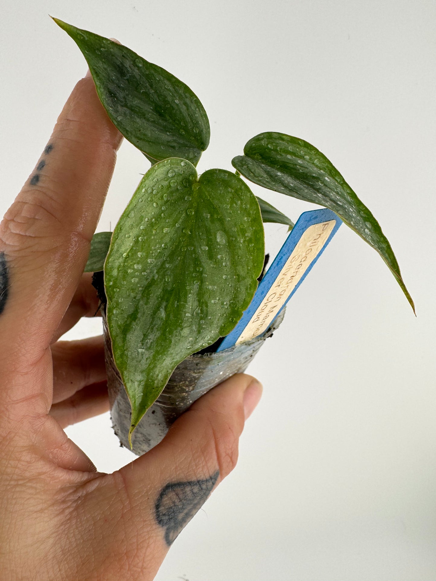 Philodendron Mamei Silver Cloud