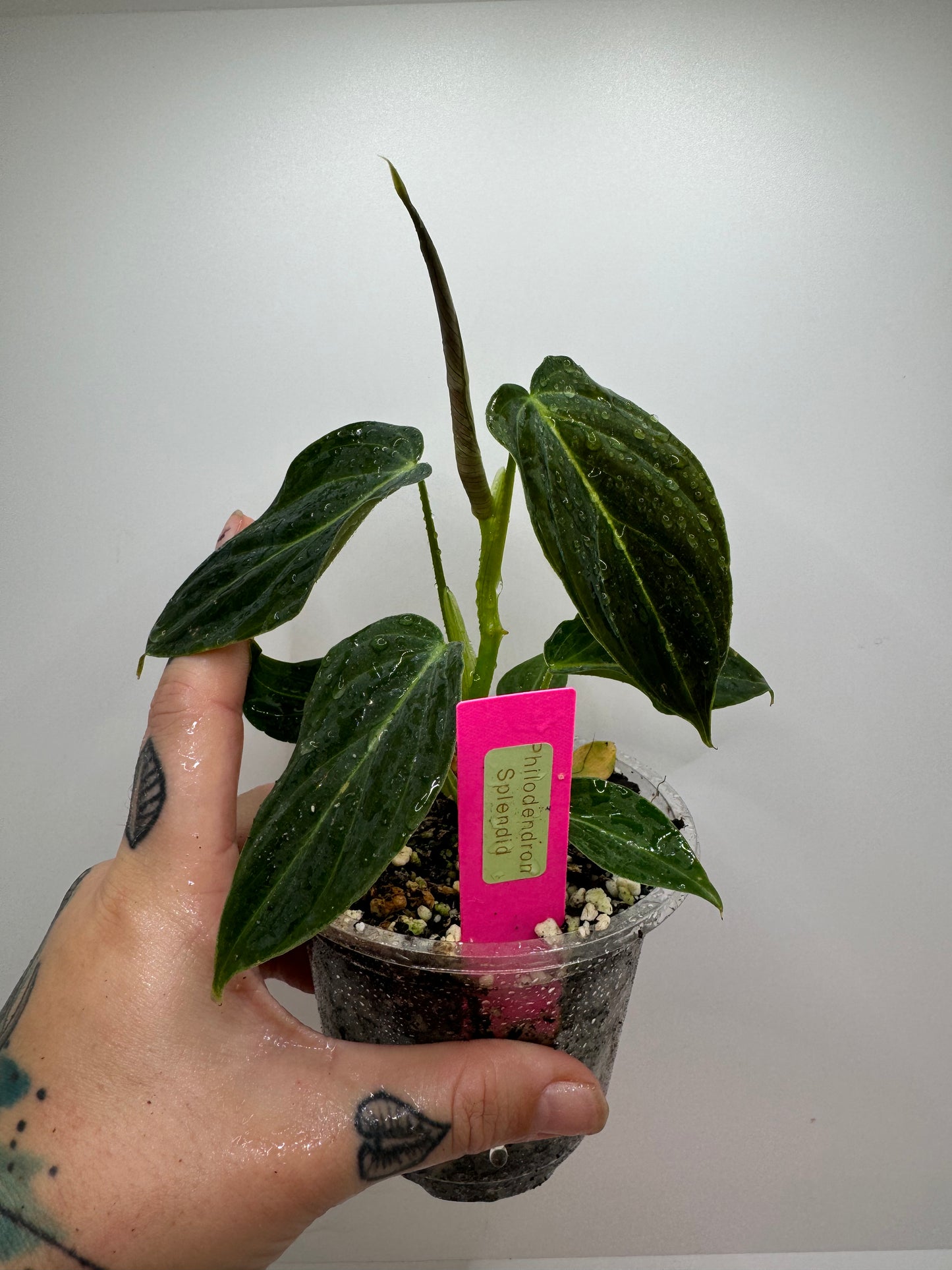 Philodendron splendid (verrucosum X Melanocrysum)