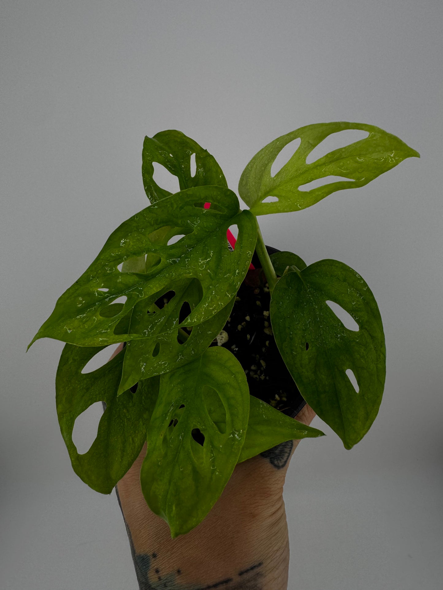 Monstera Adansonii