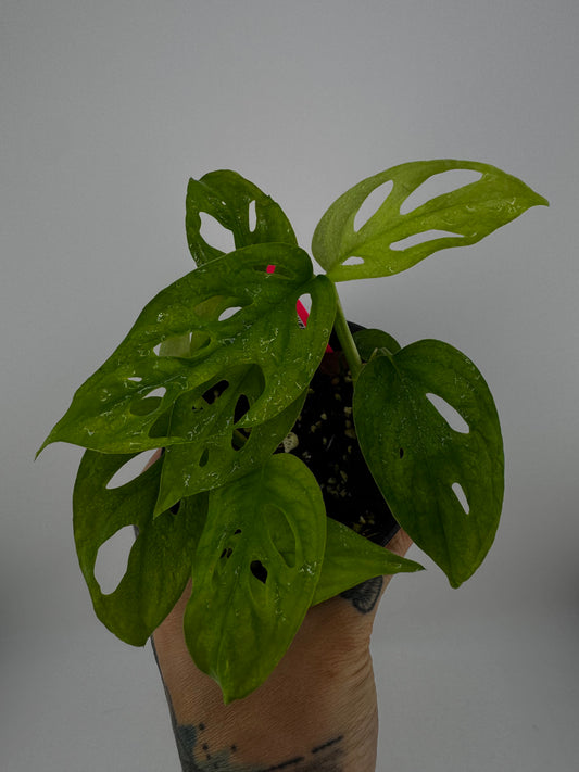 Monstera Adansonii