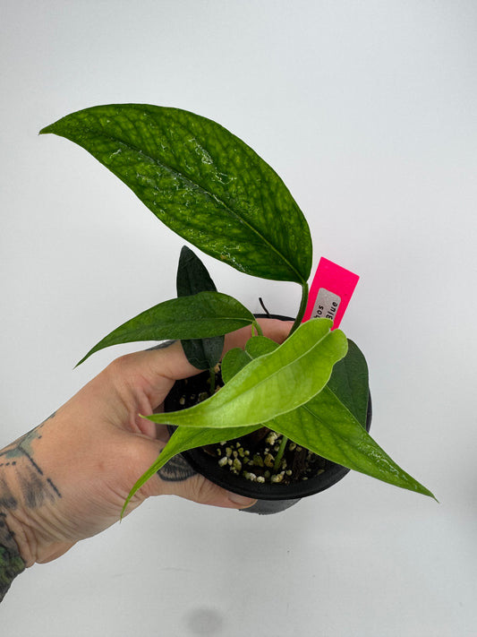 Pothos ‘Baltic Blue’