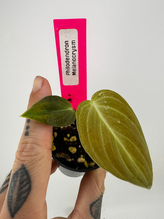 Philodendron Melanocrysum