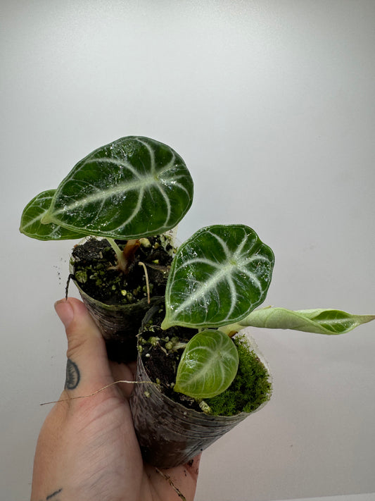 Alocasia Black Velvet