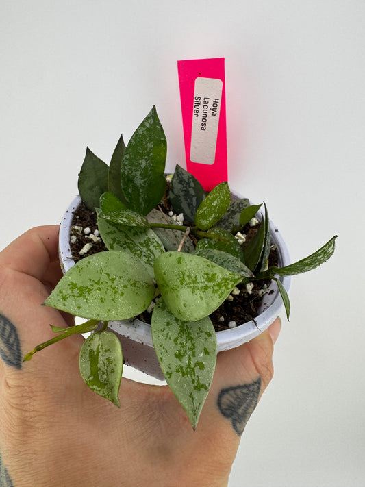 Hoya lacunosa ‘silver’