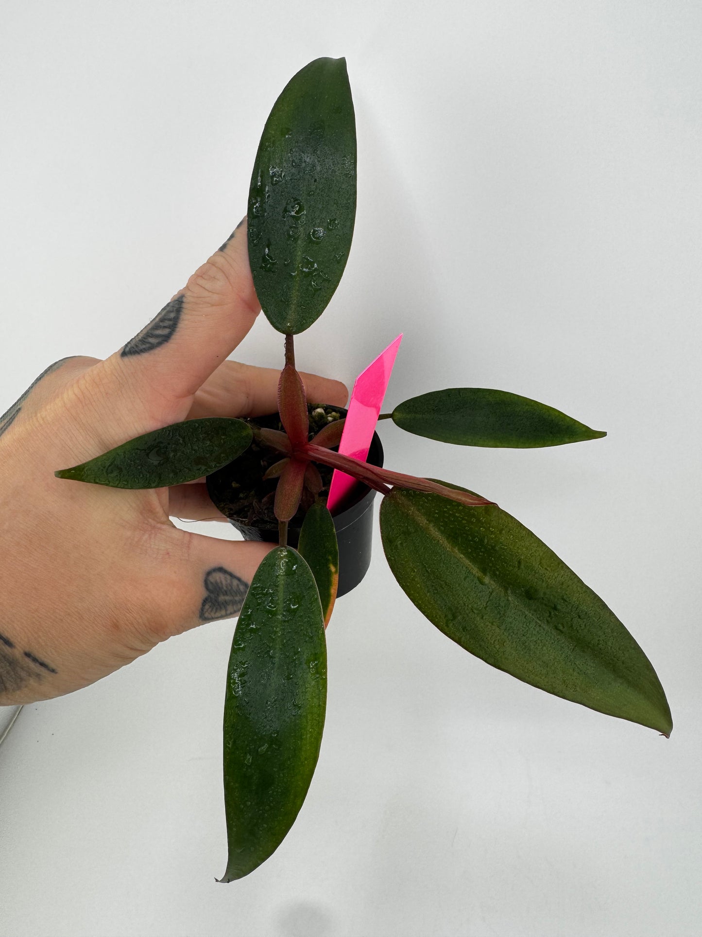 Philodendron Red Emerald