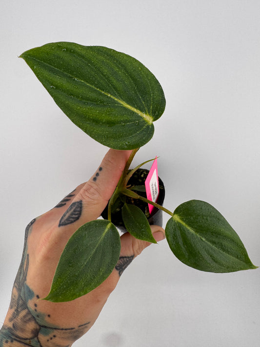 Philodendron McDowell