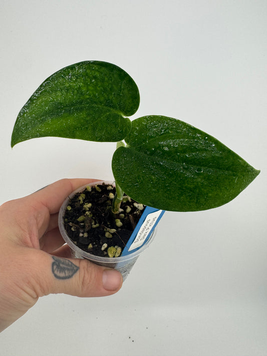 Scindapsus Dark Pictus