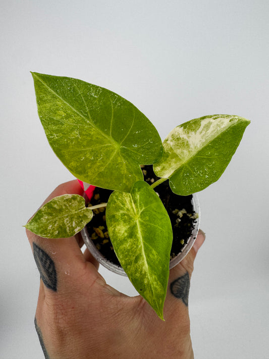 Alocasia Variegated Gagaena Aurea