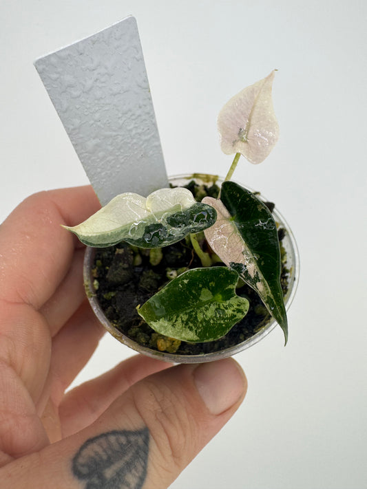 Variegated Alocasia Bambino Albo/Pink