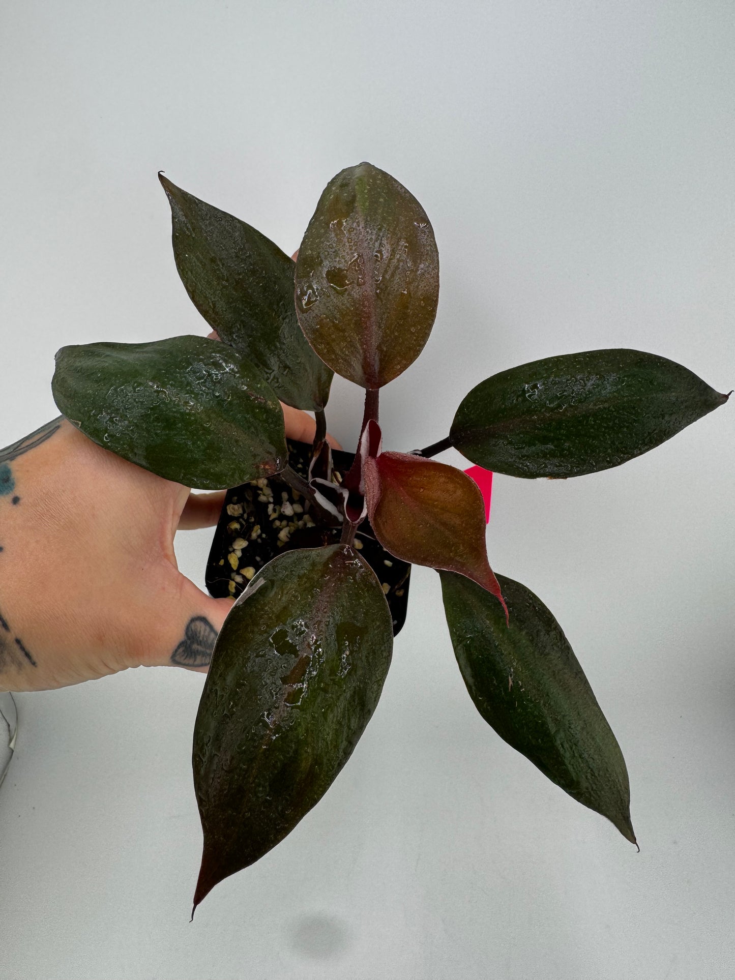 Philodendron White Knight