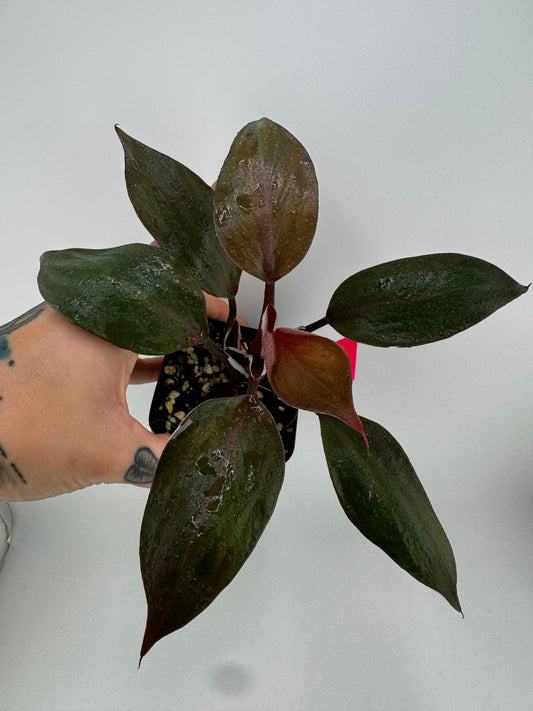 Philodendron White Knight