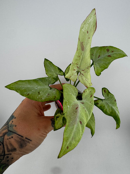 Syngonium Pink Salmon