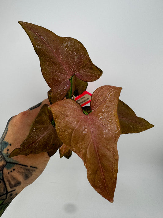 Syngonium Pink Salmon Revert
