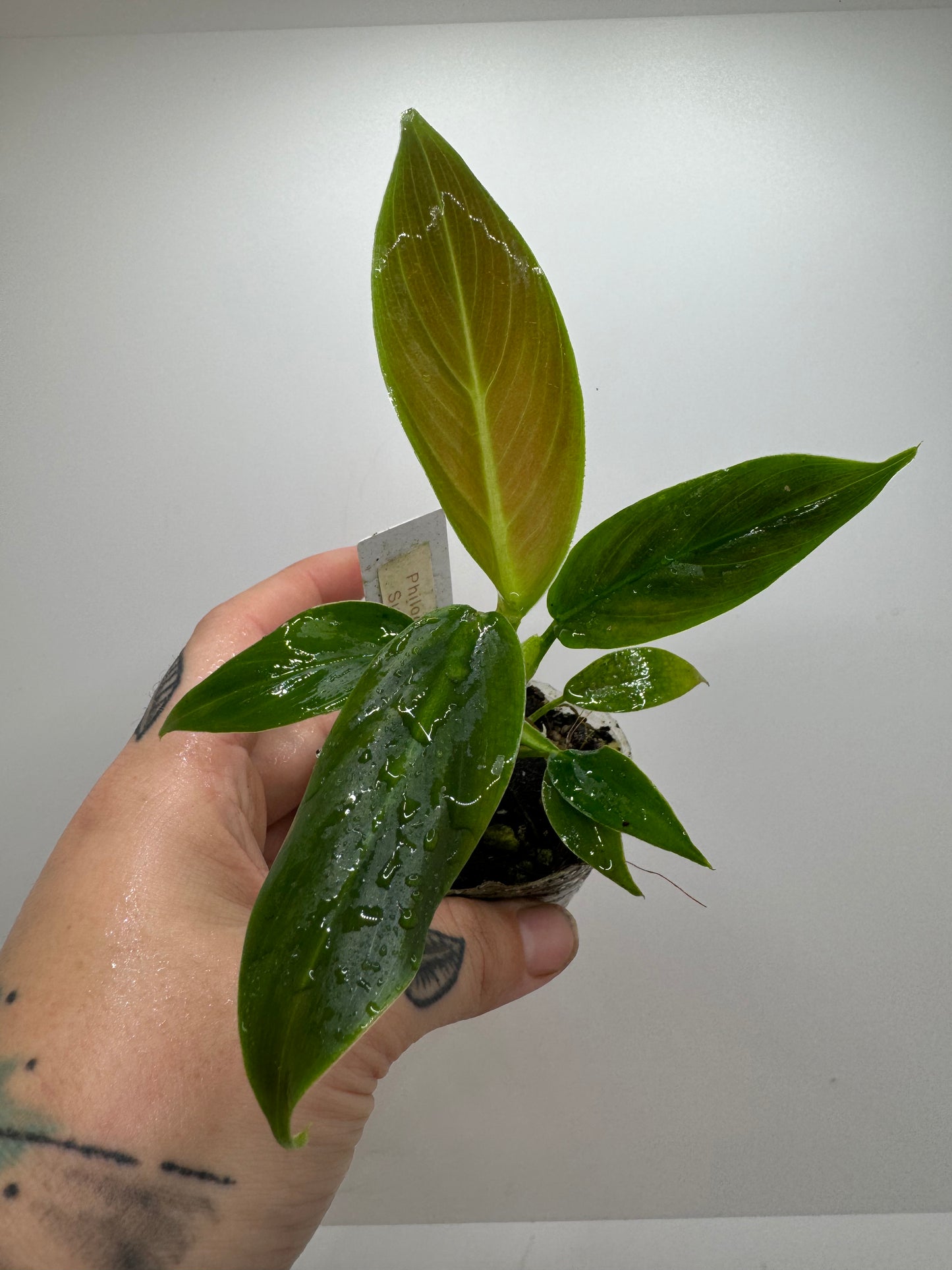 Philodendron Subhastum