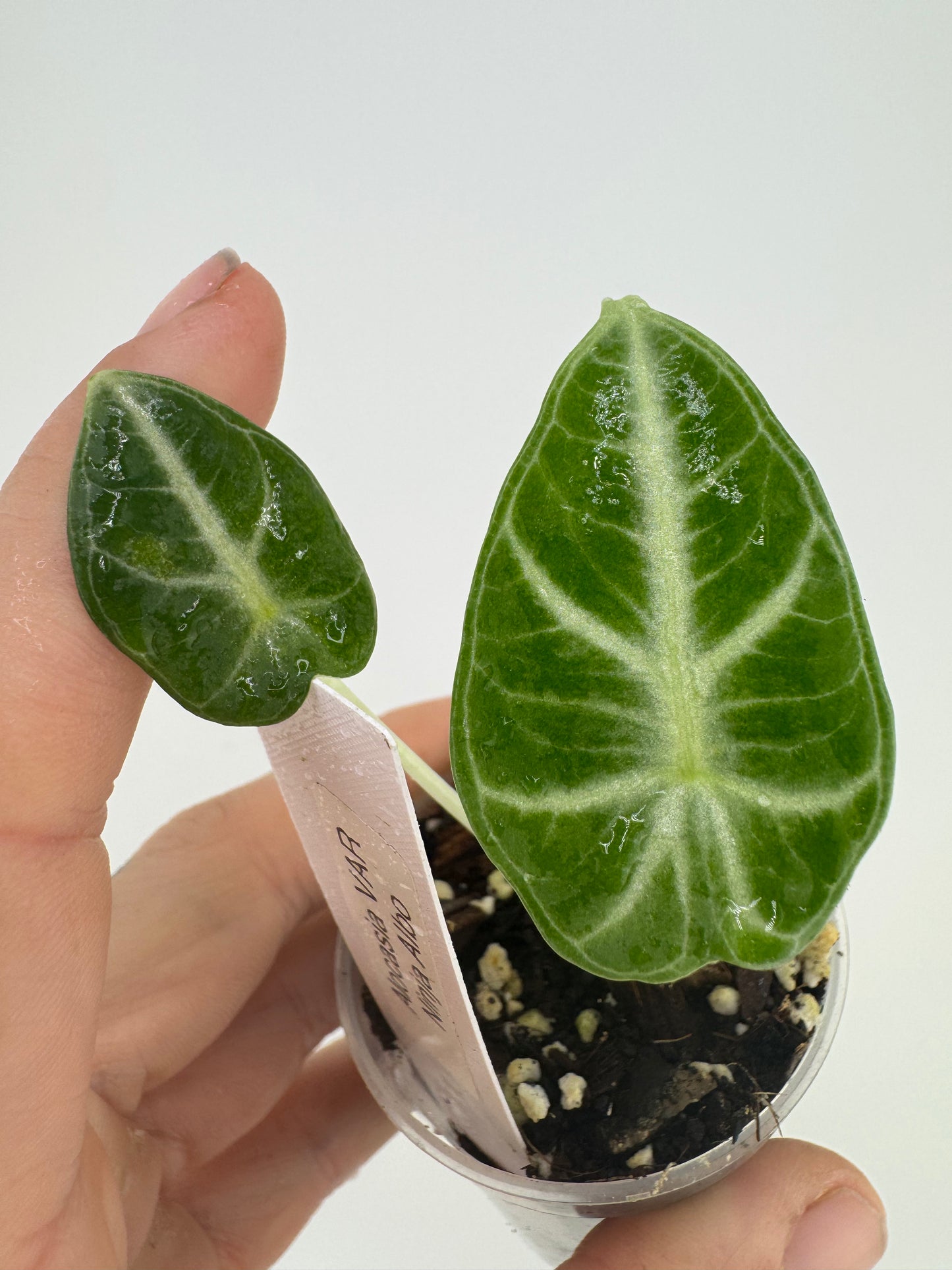 Alocasia Black Velvet Ninja Albo REVERT