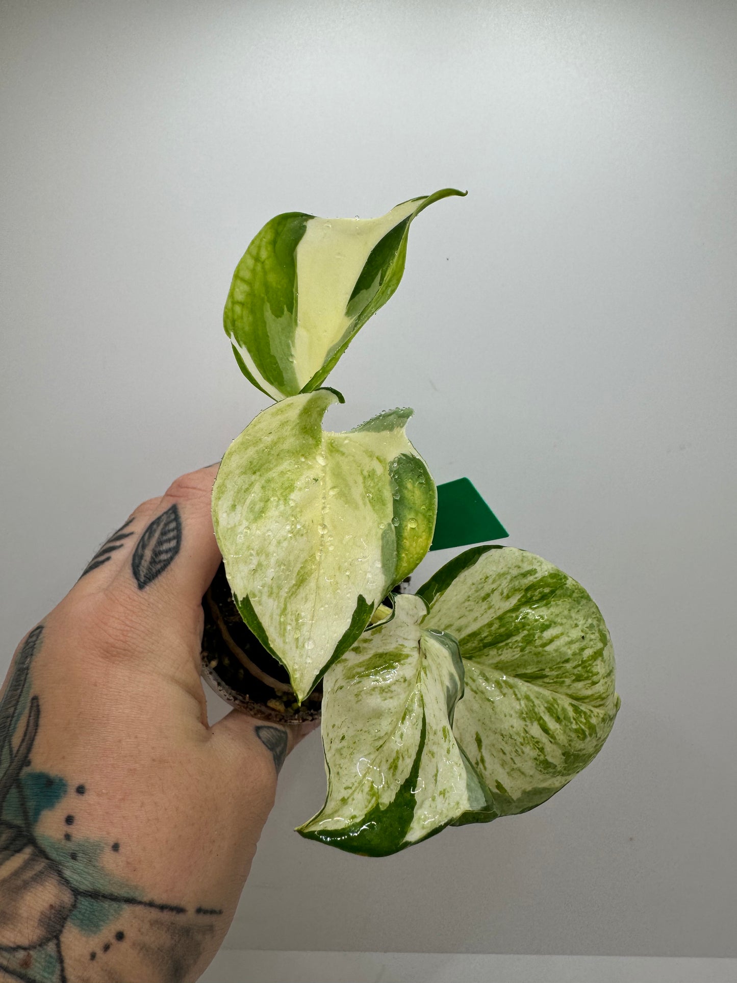 Pothos ‘manjula’ variegated