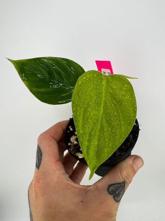 Philodendron Nangaritense ‘Fuzzy Petiole’