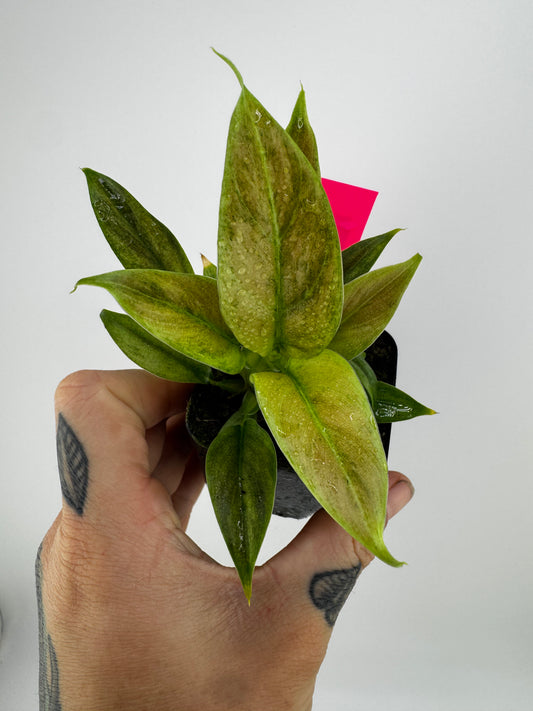 Philodendron Variegated Subhastum