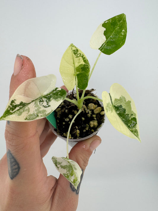 Alocasia Frydek Variegated Albo