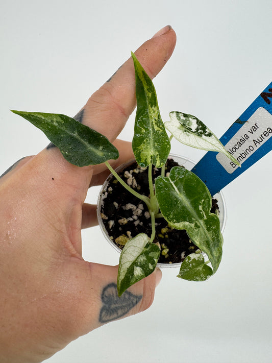 Variegated Alocasia Green Bambino #2