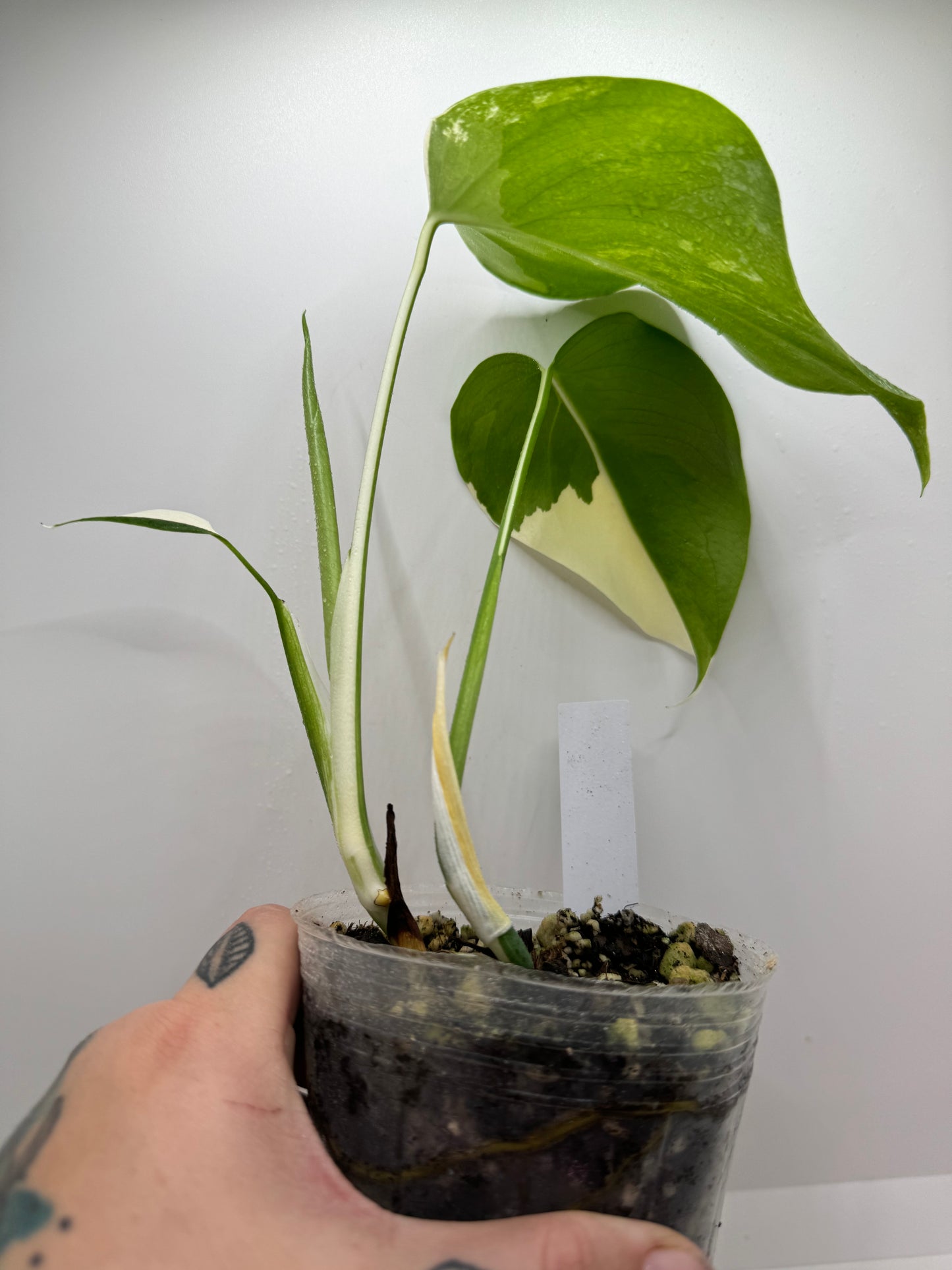 Monstera Albo