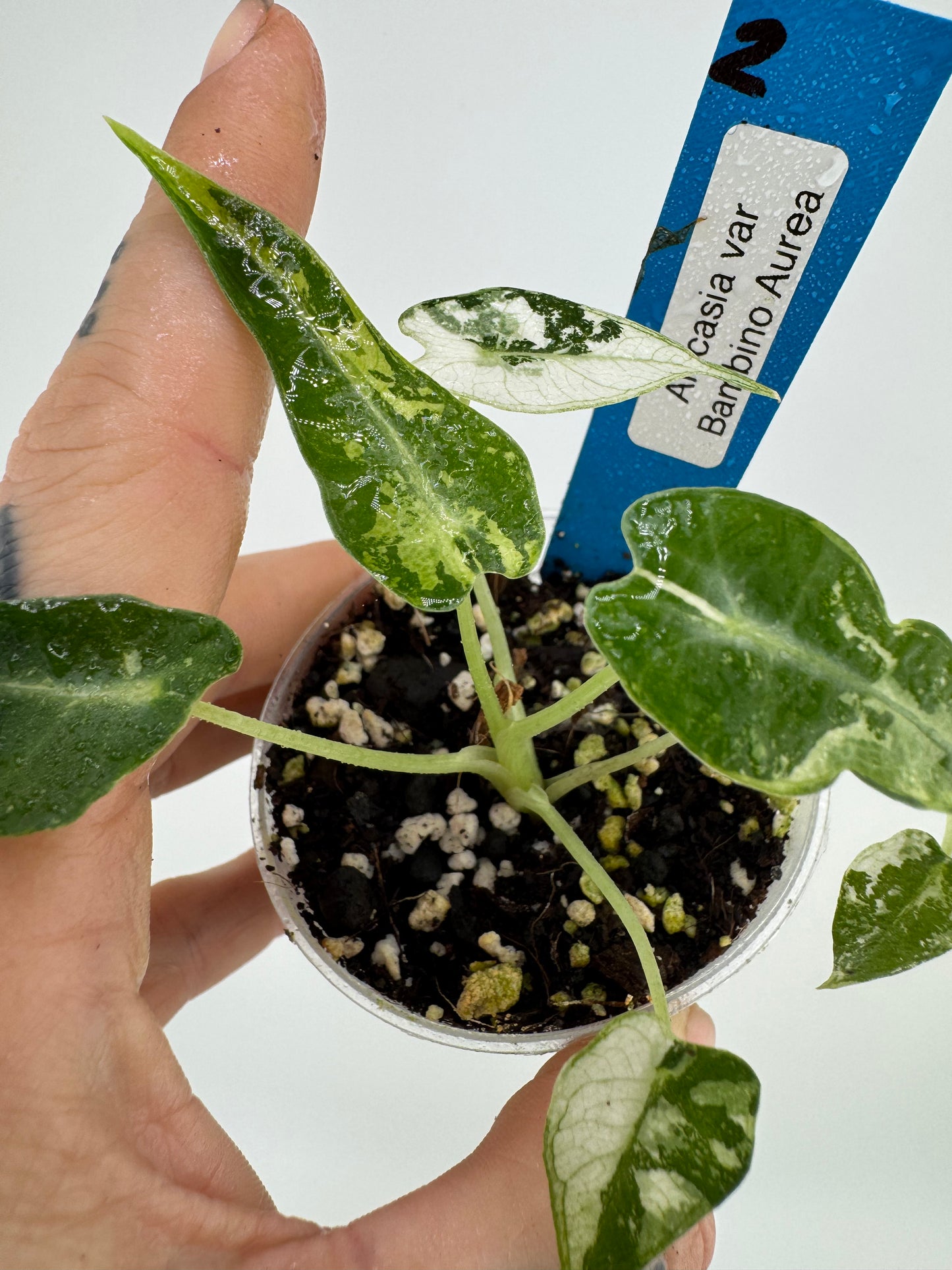 Variegated Alocasia Green Bambino #2