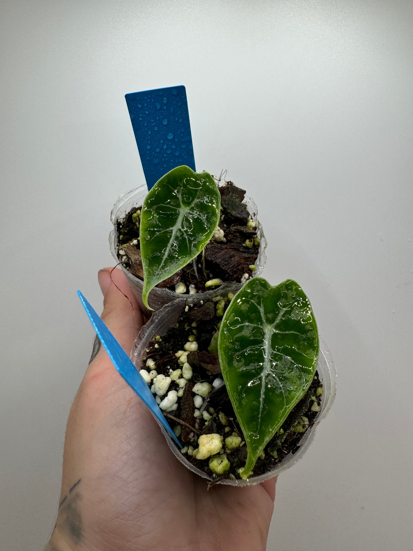 Alocasia Watsoniana