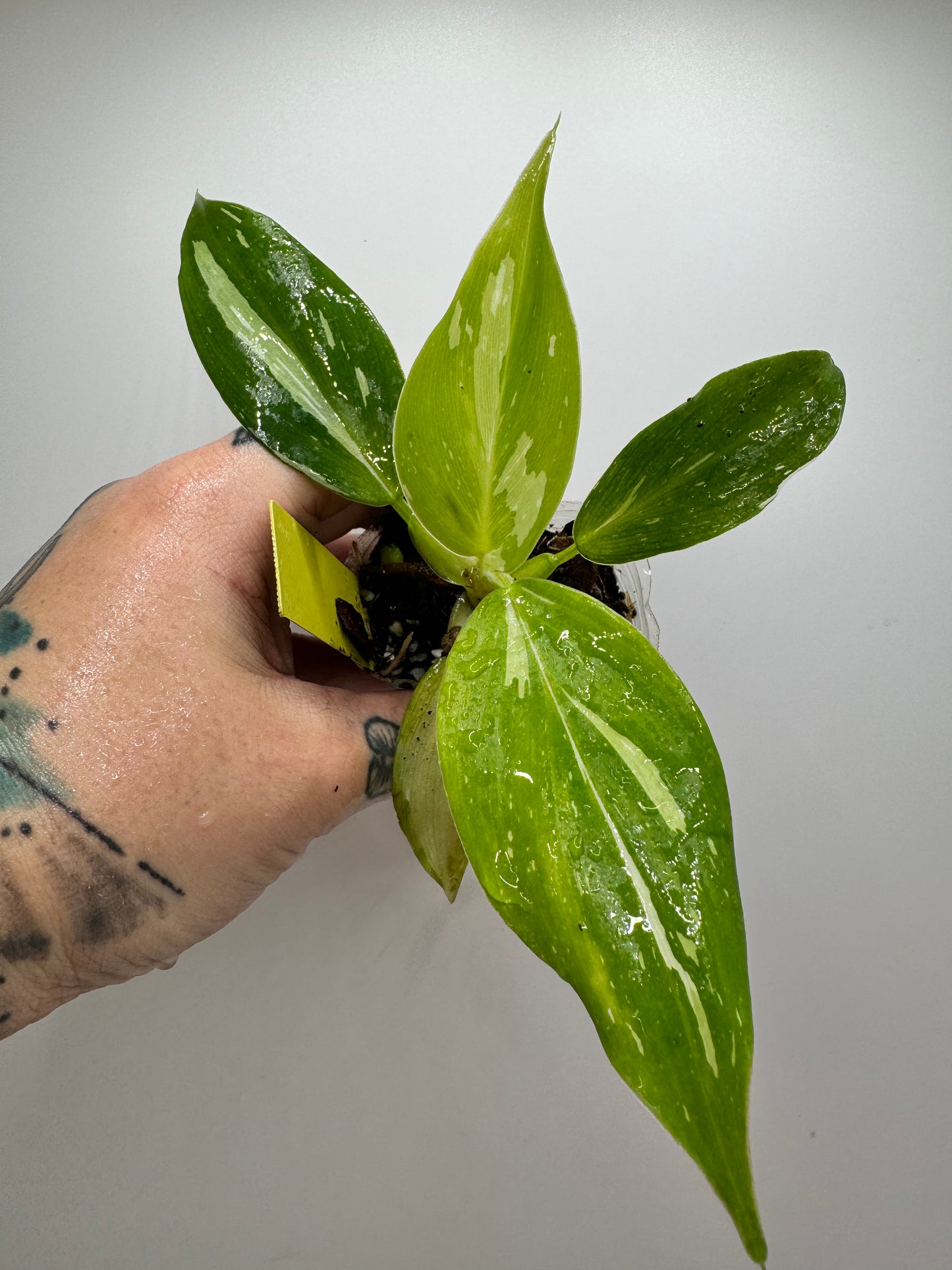 Philodendron Variegated White Wizard