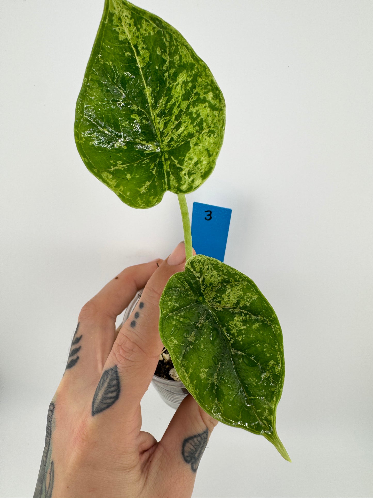 Variegated Alocasia Dragon Scale ‘Mint’ #3