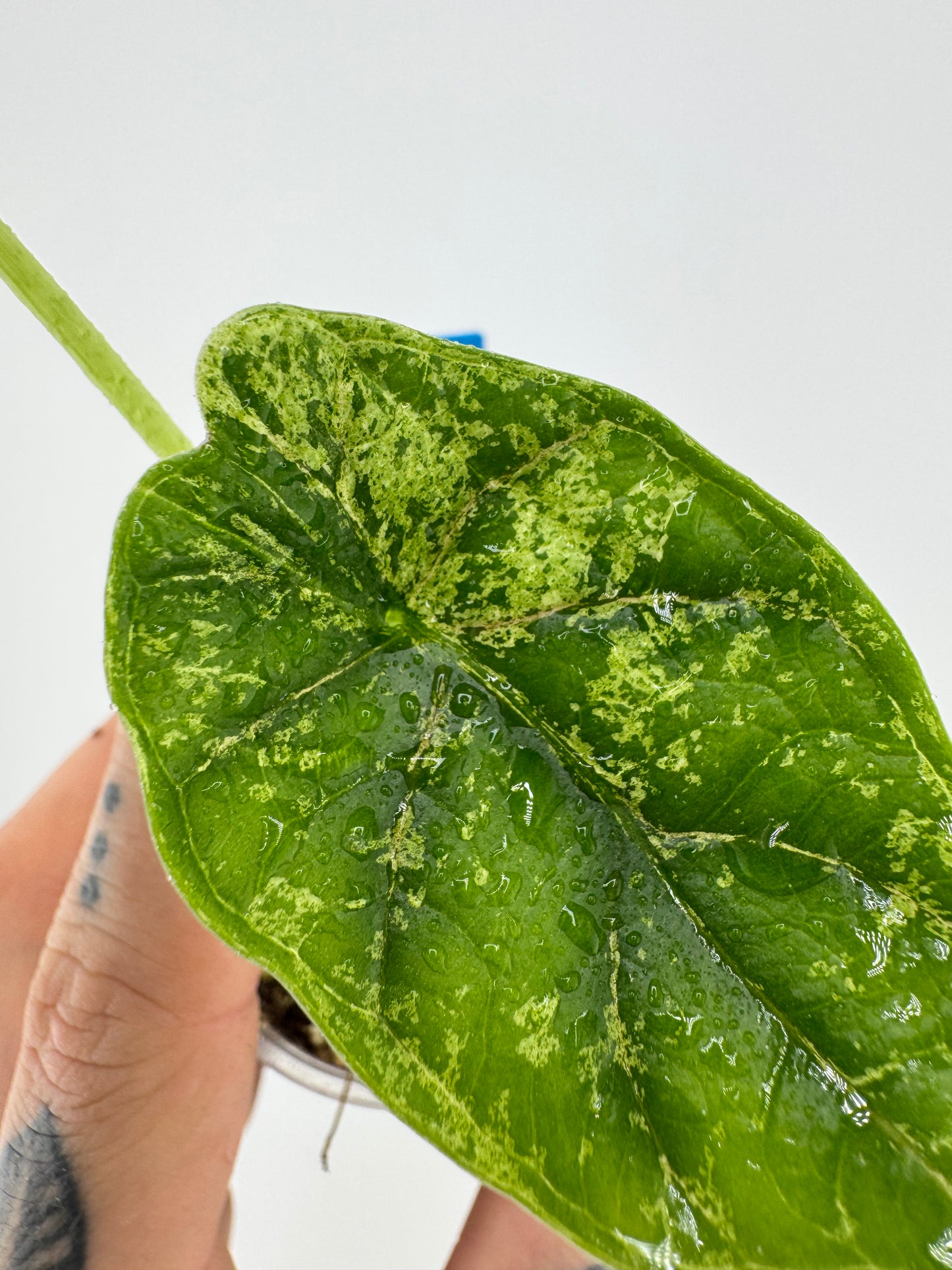 Variegated Alocasia Dragon Scale ‘Mint’ #3