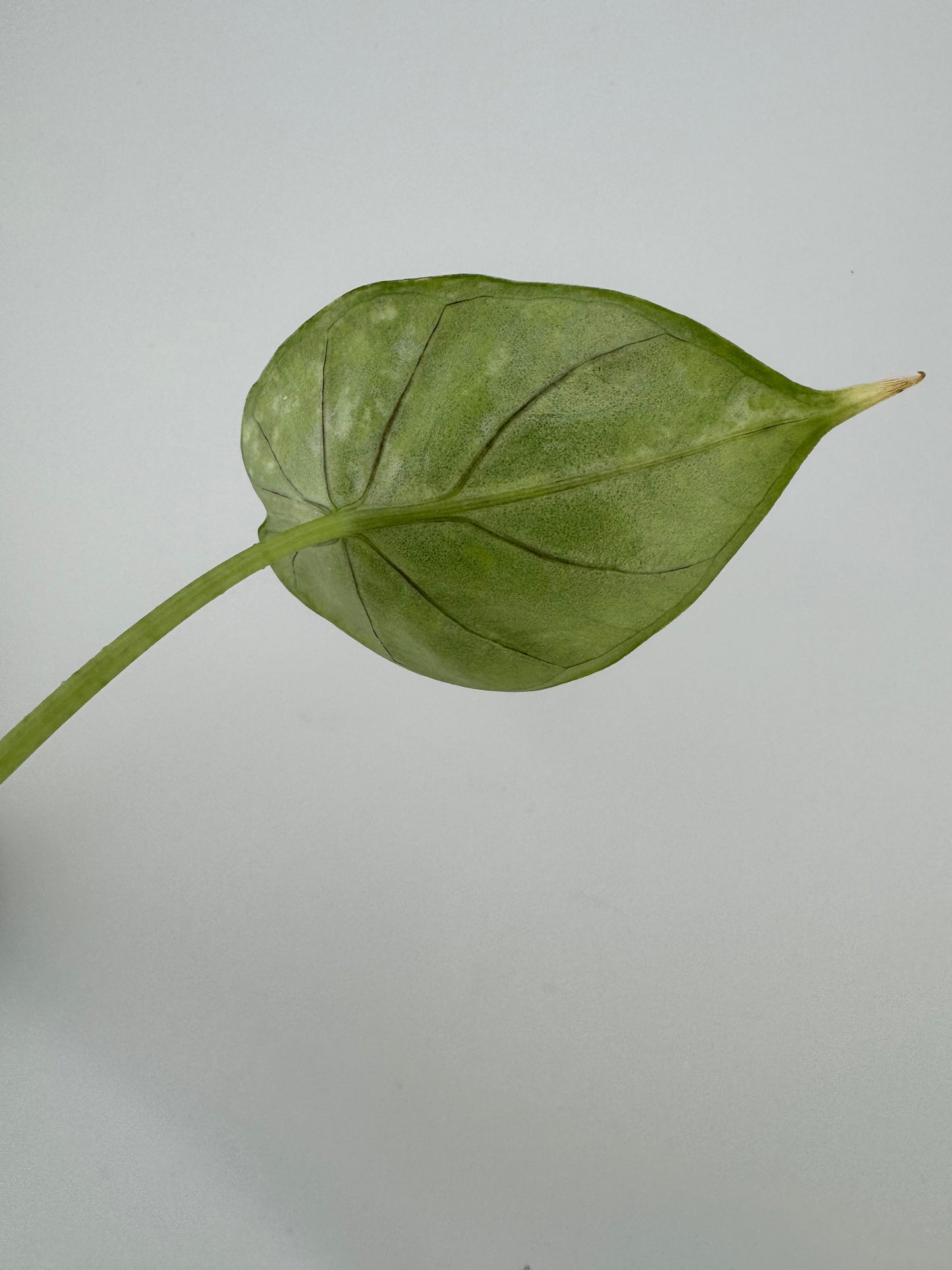 Variegated Alocasia Dragon Scale ‘Mint’ #3