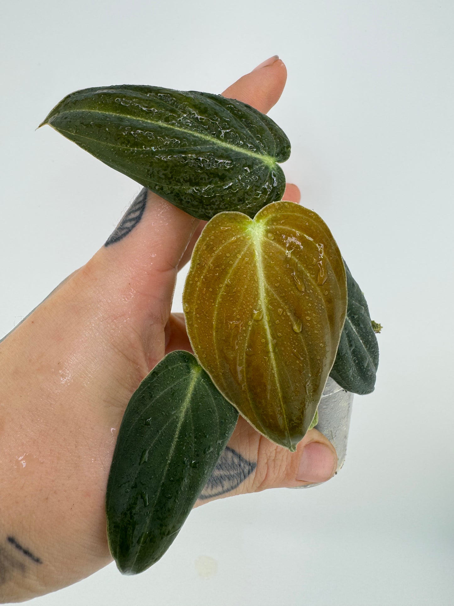 Philodendron Melanocrysum