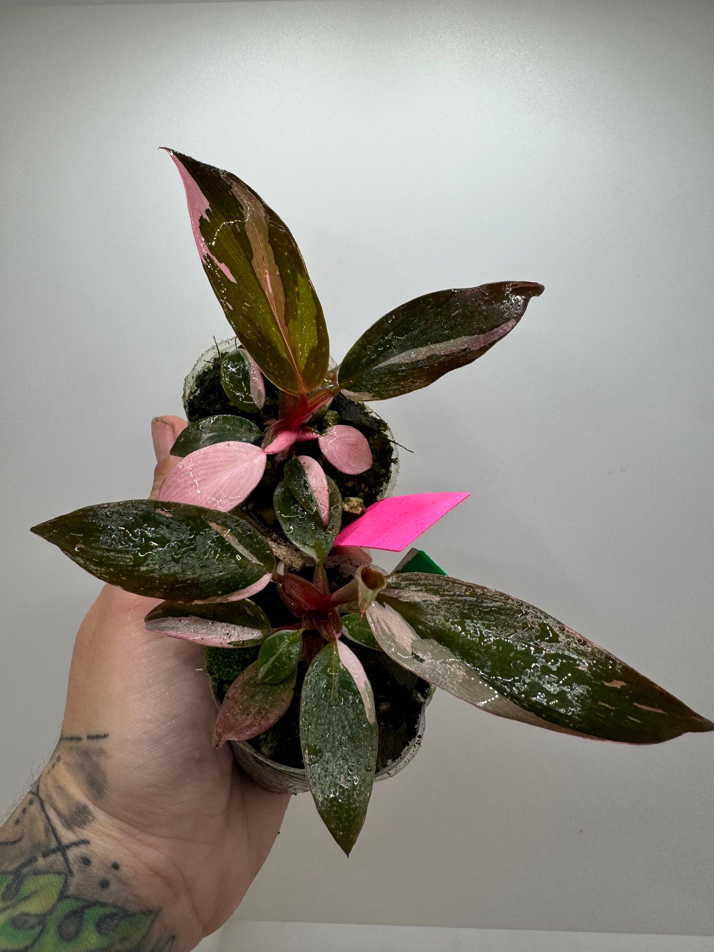 Philodendron Pink Princess marble