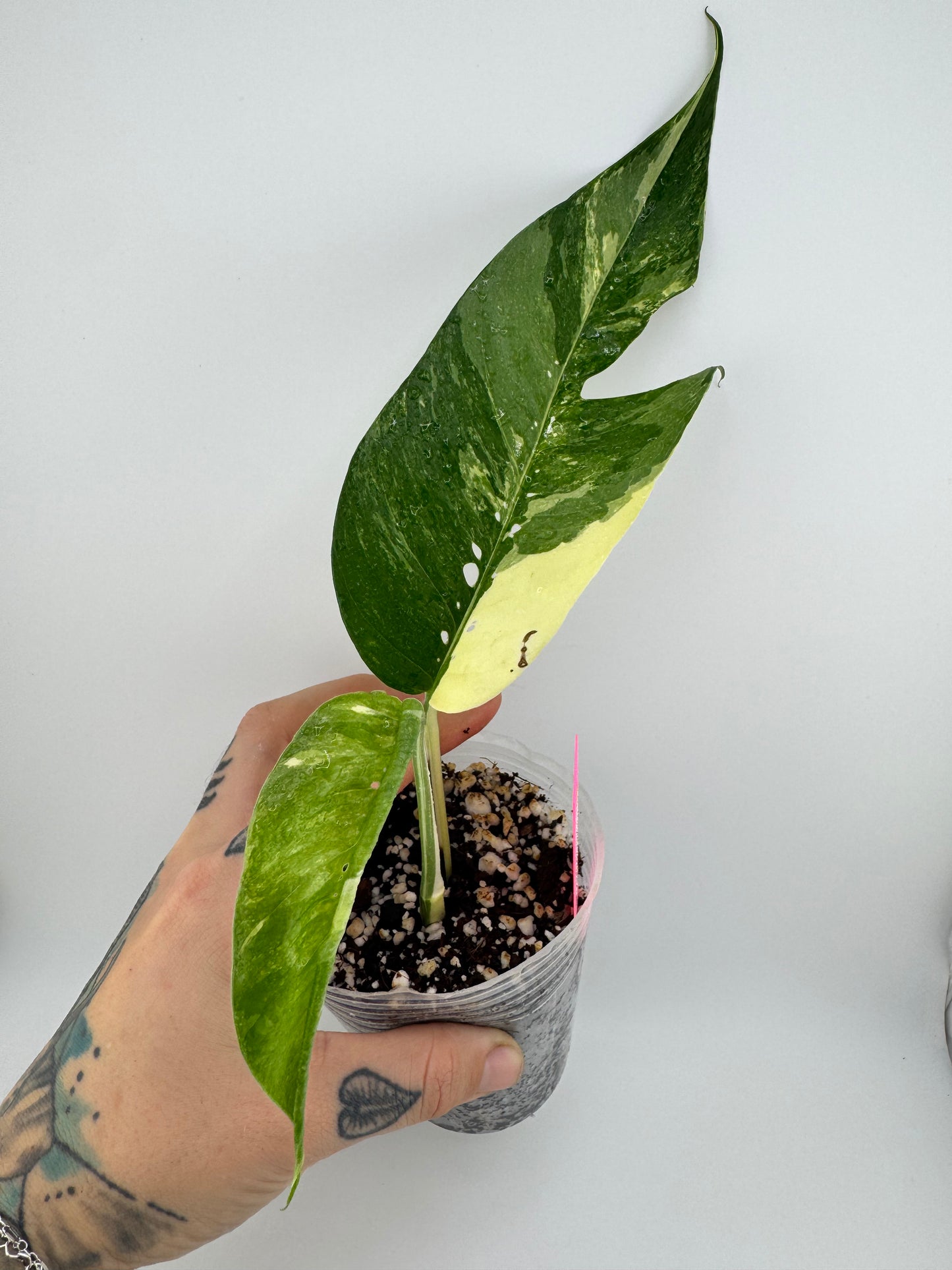 Epipremnum Pinnatum Albo Variegated