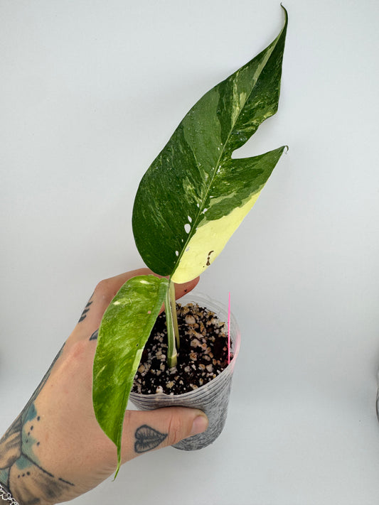 Epipremnum Pinnatum Albo Variegated