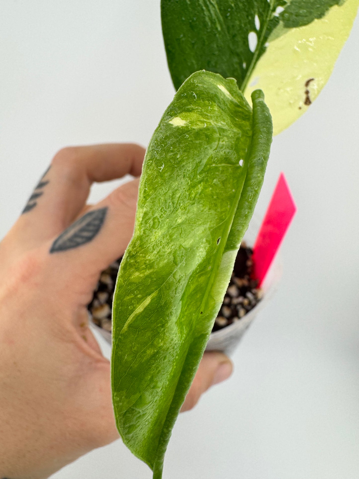 Epipremnum Pinnatum Albo Variegated