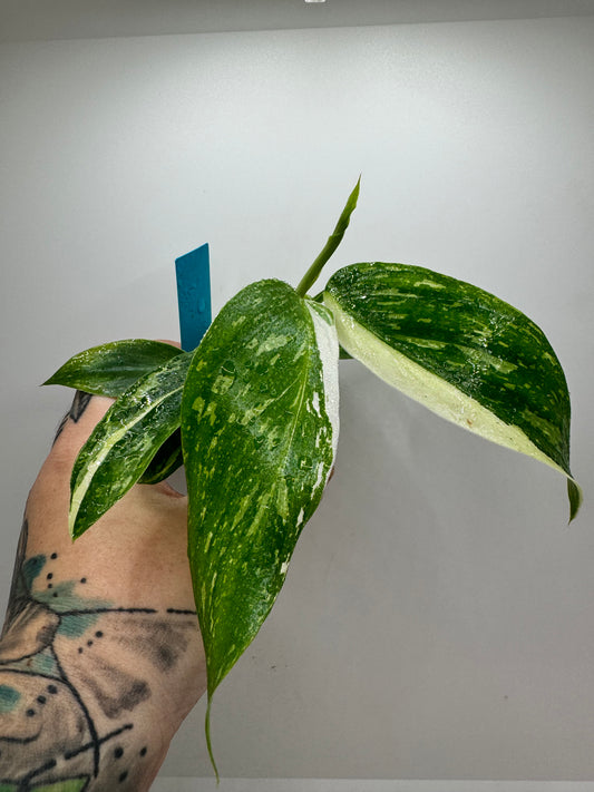 Philodendron Jose Buono (rare tropical)