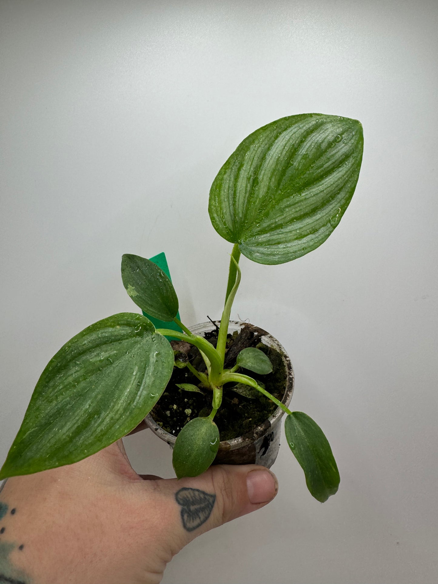 Philodendron Mamei Silver Cloud