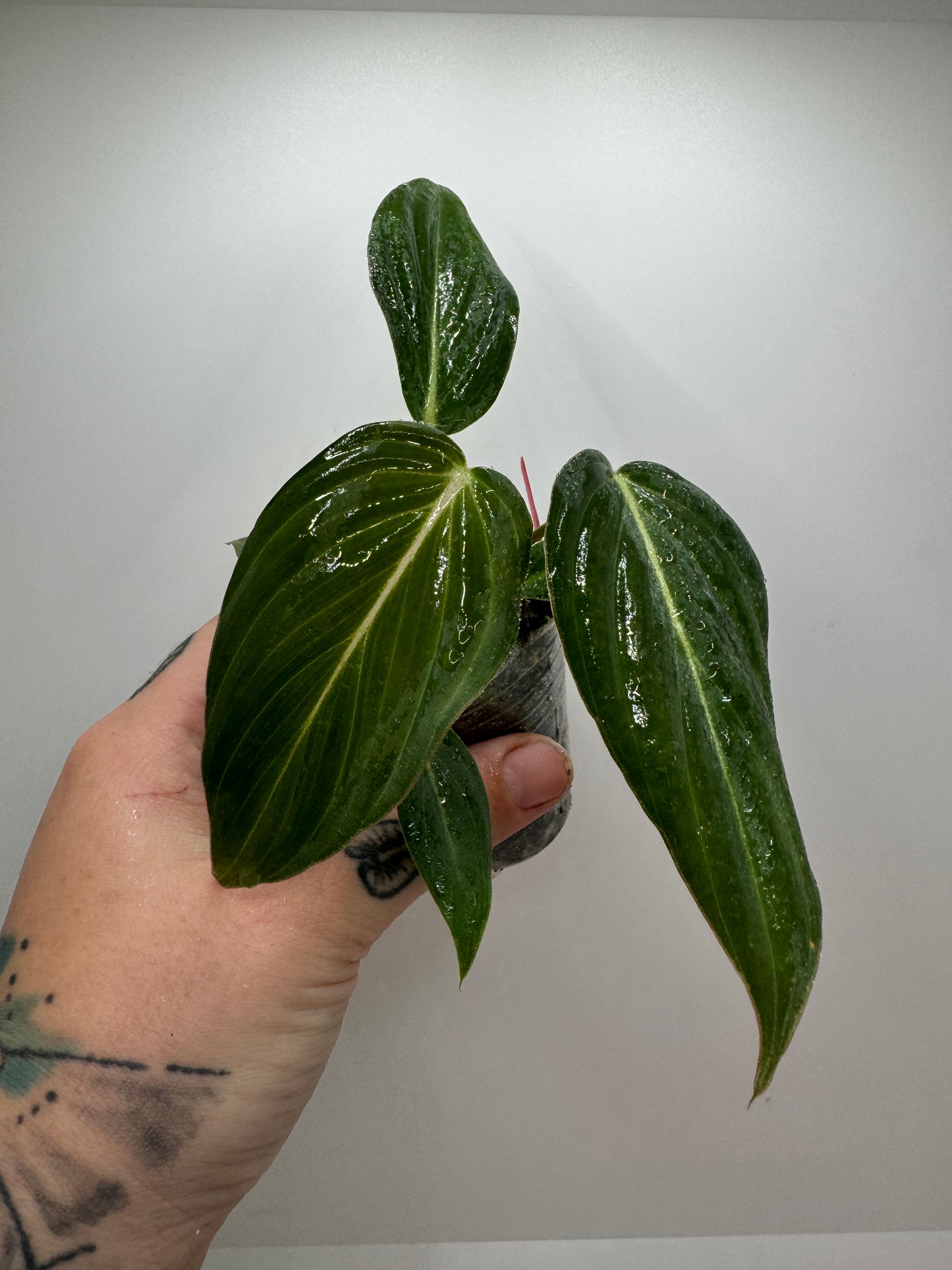 Philodendron glorious  (melanocrysm x gloriosum)