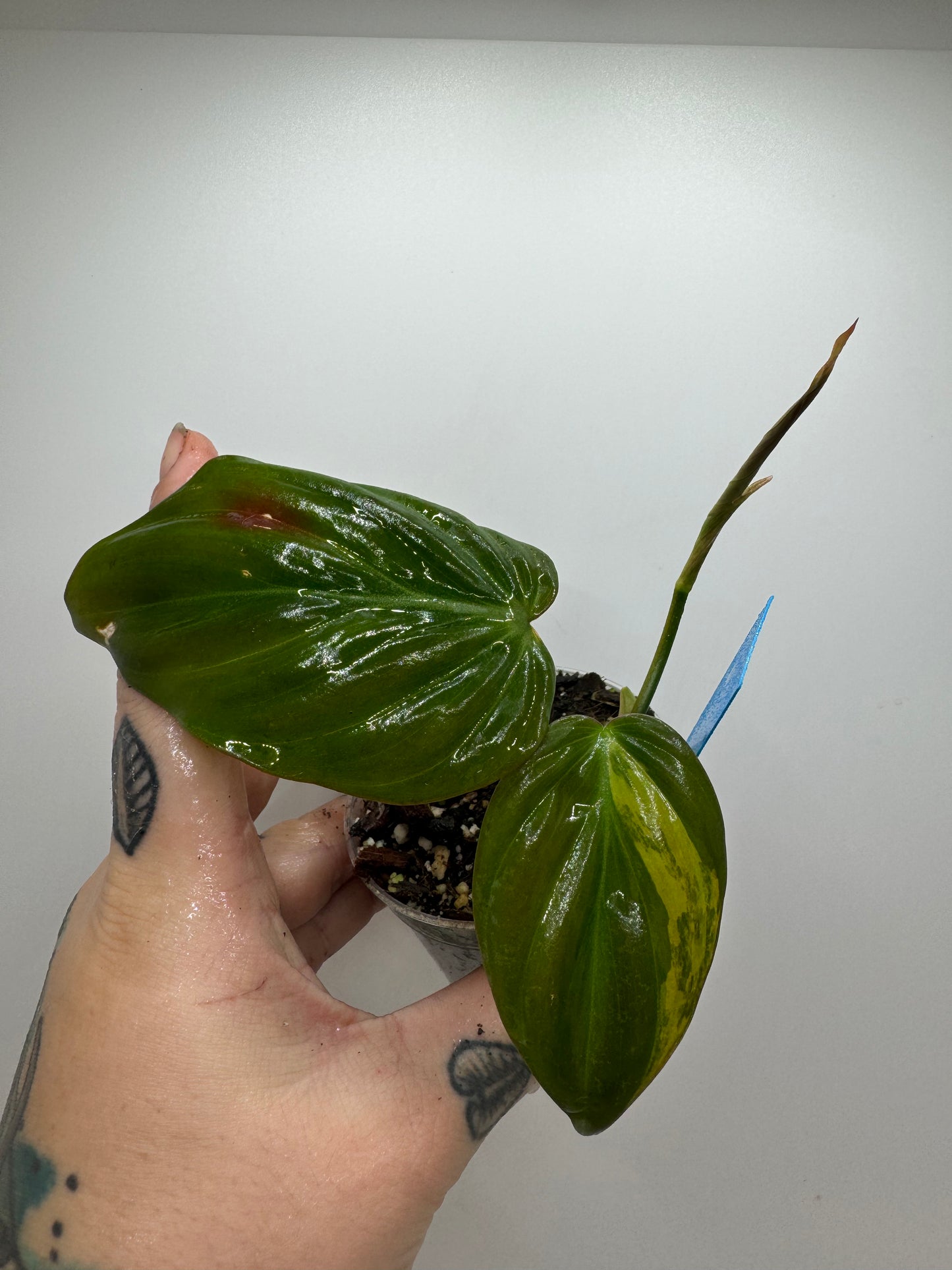 Philodendron VAR micans ‘aurea’