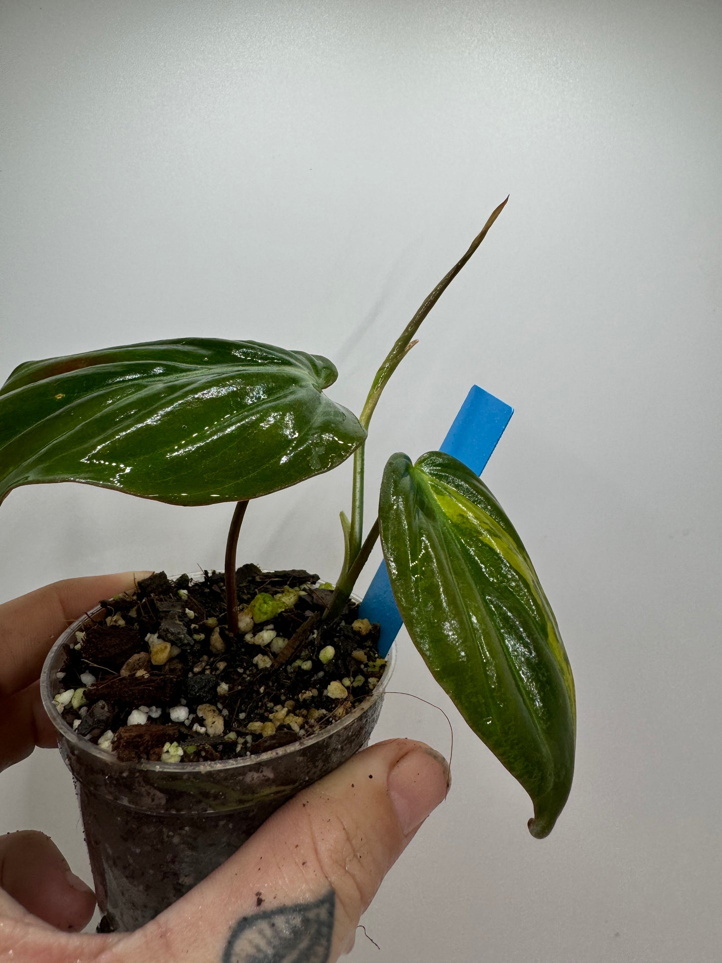 Philodendron VAR micans ‘aurea’