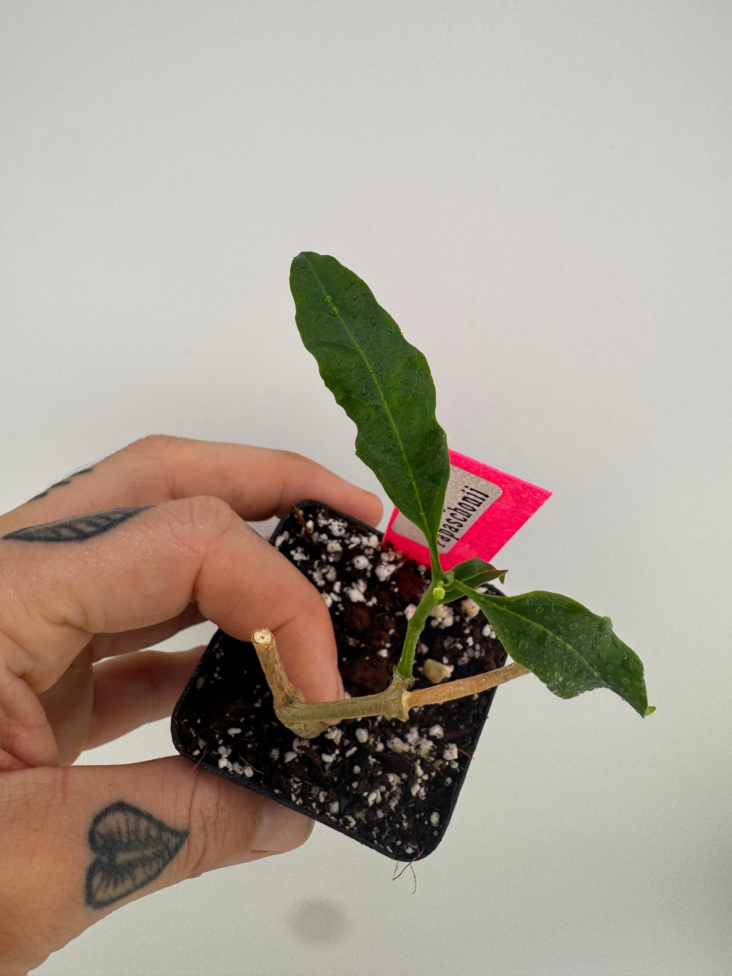 Hoya Papaschonii