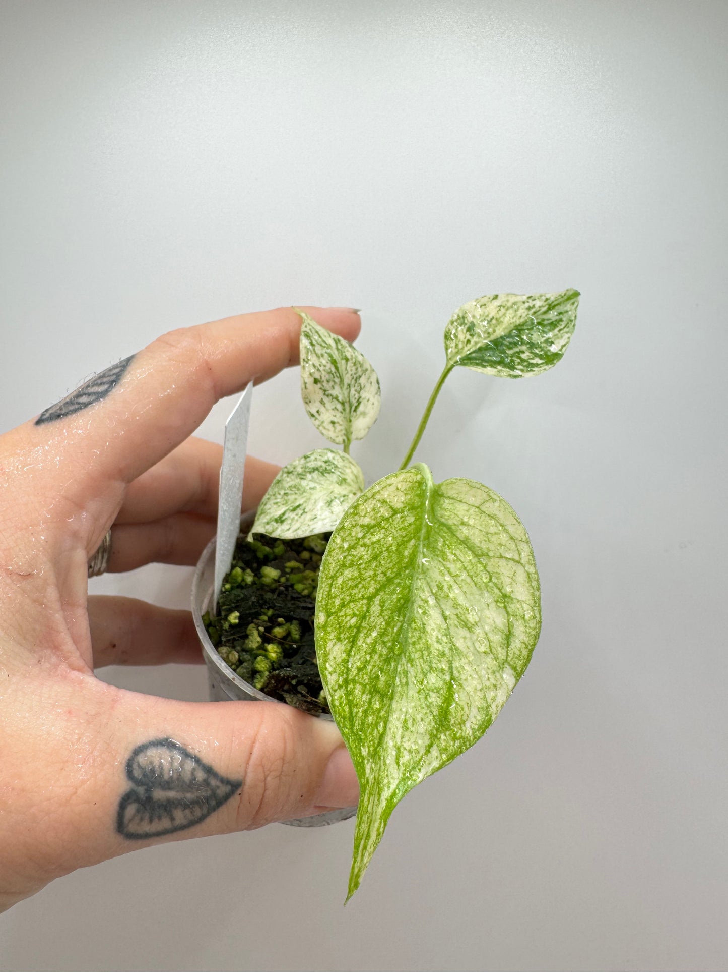 Monstera Deliciosa Mint Variegated (rare tropical)