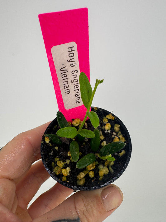 Hoya Engleriana ‘Vietnam’